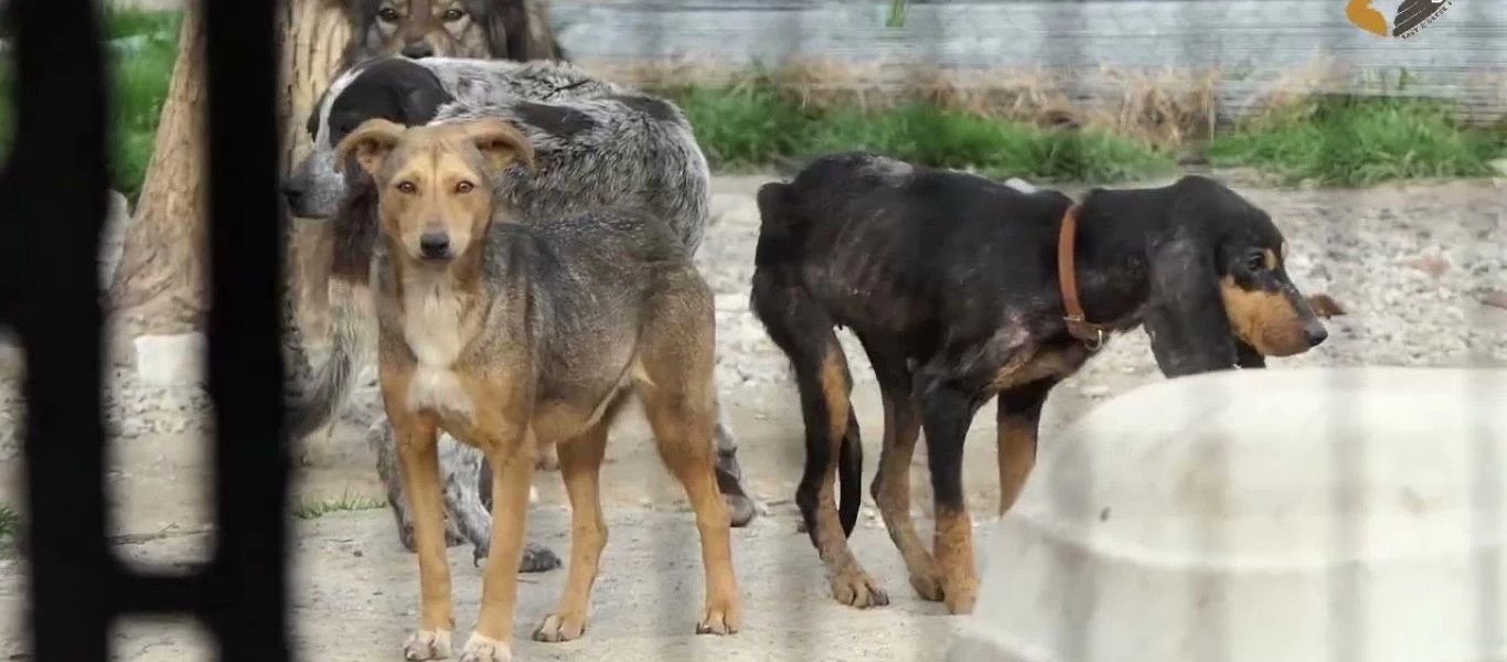 Σπάρτη: Συνελήφθη ο αντιδήμαρχος για τα κυνοκομεία - στρατόπεδα θανάτου